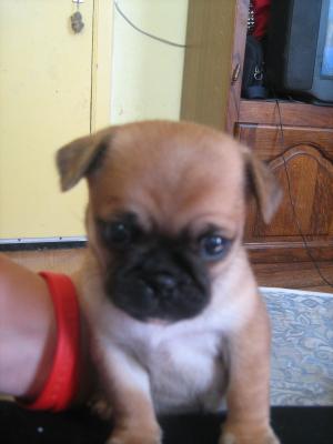 il est terrible ton chien lala jdr